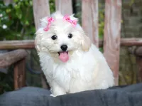 Buttons, a female Maltipoo for sale in Ruston, LA – 3 of 4