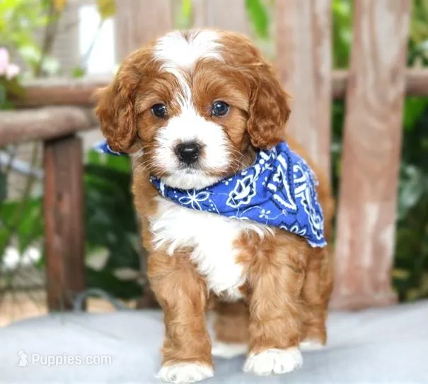 Jackson – Cavapoo puppy for sale in Ruston, LA