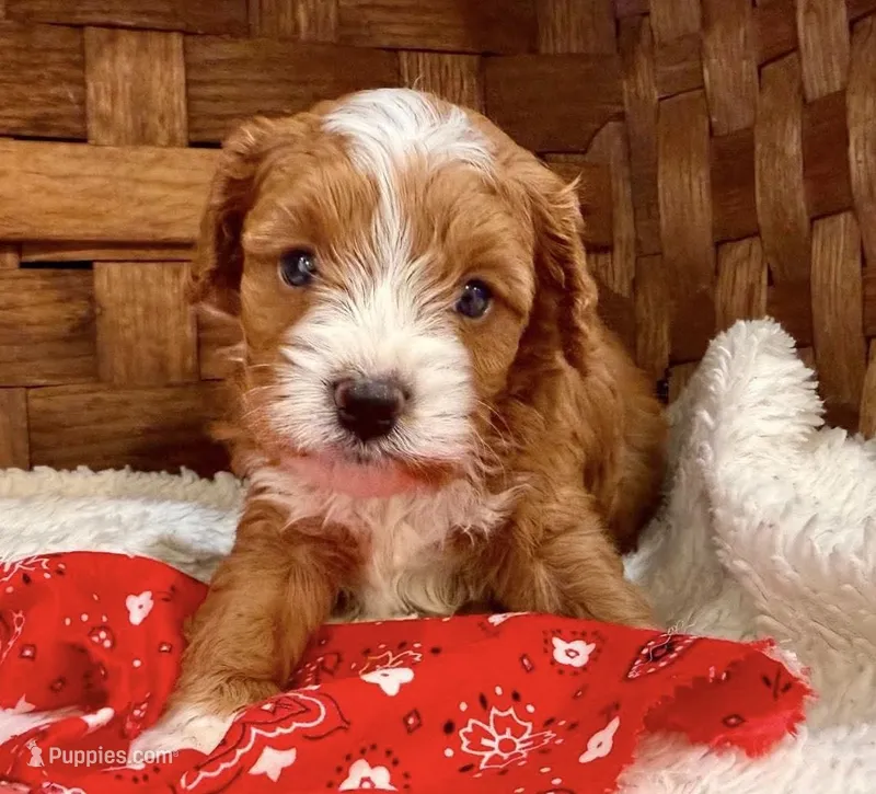 Jackson – Cavapoo puppy for sale in Ruston, LA