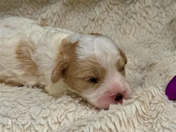 Margot – Cavachon puppy for sale in Ruston, LA