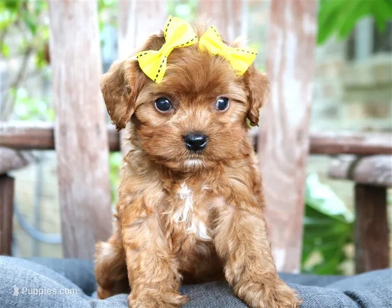 Rebel **DARK RED** – Cavapoo puppy for sale in Ruston, LA