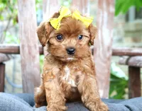 Rosie, a female Cavapoo for sale in Ruston, LA – 1 of 2