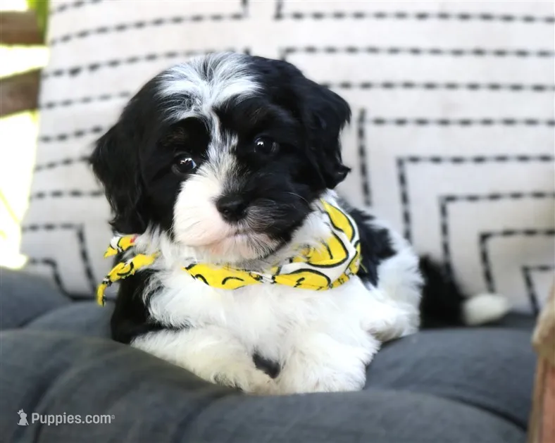 Elmo – Havanese puppy for sale in Ruston, LA