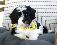 Elmo, a male Havanese for sale in Ruston, LA – 1 of 3