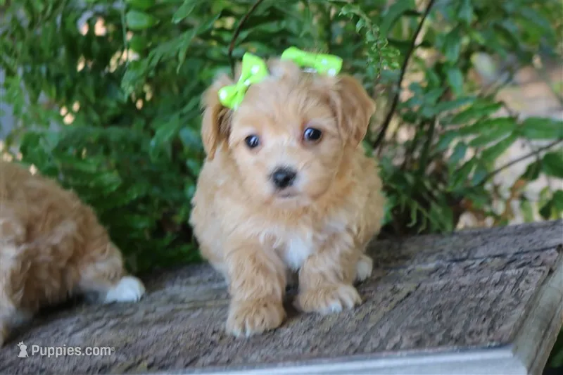 Zelda, a female Maltipoo for sale in Ruston, LA – 1 of 2