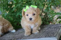 Zelda, a female Maltipoo for sale in Ruston, LA – 1 of 2