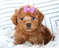 Grace, a female Poodle - Miniature  for sale in Ruston, LA – Photo 1 of 2