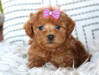 Grace, a female Poodle - Miniature  for sale in Ruston, LA – Photo 2 of 2