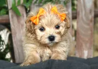 Roxy, a female Maltipoo for sale in Ruston, LA – 5 of 6