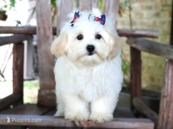 Buttons – Maltipoo puppy for sale in Ruston, LA