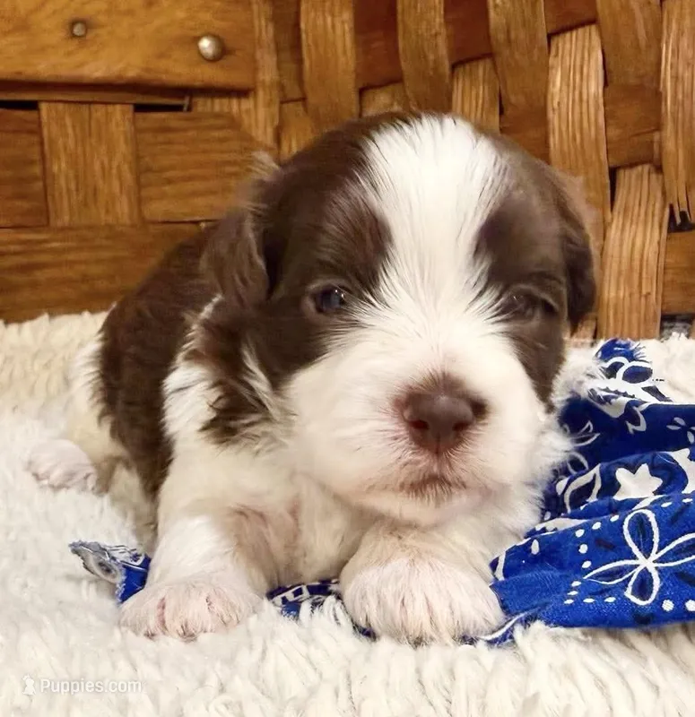 Cocoa – Havanese puppy for sale in Ruston, LA
