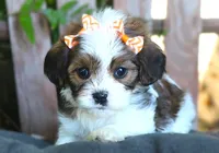 Jade, a female Cavalier King Charles Spaniel and Havanese for sale in Ruston, LA – 1 of 4