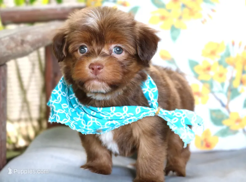 Alex – Havanese puppy for sale in Ruston, LA