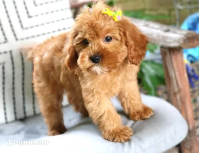 Penelope – Cavapoo puppy for sale in Ruston, LA