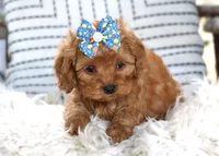 Poppy, a female Cavapoo for sale in Ruston, LA – Photo 2 of 3