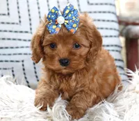 Poppy, a female Cavapoo for sale in Ruston, LA – Photo 3 of 3