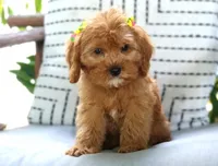 Penelope, a female Cavapoo for sale in Ruston, LA – Photo 3 of 3