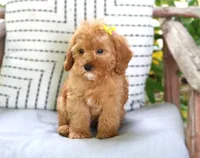 Penelope, a female Cavapoo for sale in Ruston, LA – Photo 2 of 3