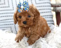 Poppy, a female Cavapoo for sale in Ruston, LA – Photo 1 of 3