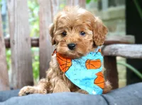 Riley **DARK RED**, a male Cavapoo for sale in Ruston, LA – 3 of 4