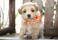 Dexter, a male Maltipoo for sale in Ruston, LA – 2 of 2