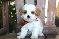 Jared, a male Cavalier King Charles Spaniel and Havanese for sale in Ruston, LA – 2 of 3