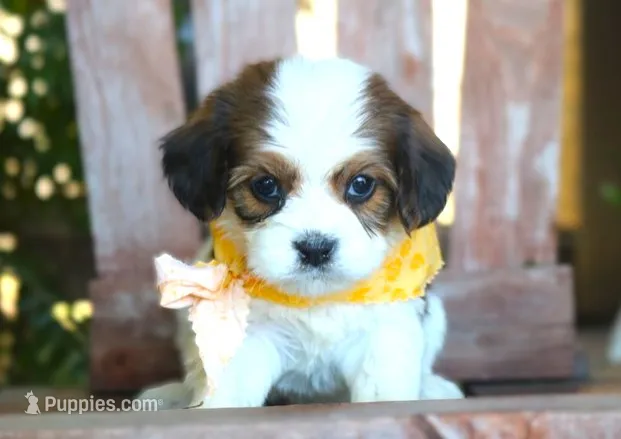 Juno – Cavalier King Charles Spaniel, Havanese puppy for sale in Ruston, LA