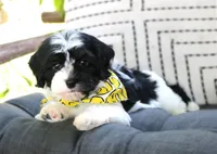 Elmo, a male Havanese for sale in Ruston, LA – 3 of 3