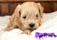 Sage, a female Maltipoo for sale in Ruston, LA – Photo 1 of 2