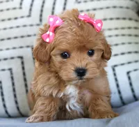 Sage, a female Maltipoo for sale in Ruston, LA – Photo 2 of 3