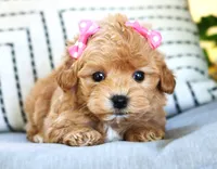 Sage, a female Maltipoo for sale in Ruston, LA – Photo 3 of 3