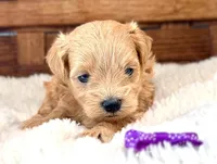 Sage, a female Maltipoo for sale in Ruston, LA – Photo 2 of 2