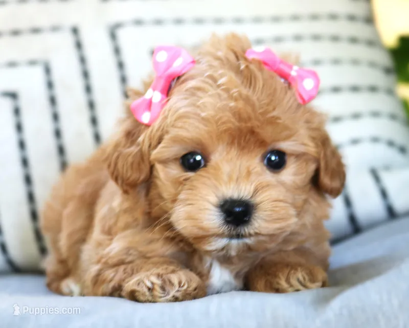 Sage – Maltipoo puppy for sale in Ruston, LA