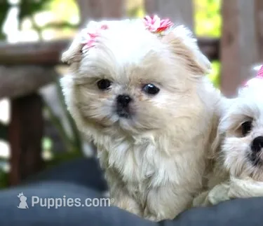 Lollie *CHARTING TO BE UNDER 5 LB* – Shih Tzu puppy for sale in Ruston, LA