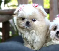 Lollie *CHARTING TO BE UNDER 5 LB*, a female Shih Tzu for sale in Ruston, LA – 1 of 3