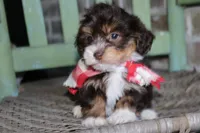 Tadpole, a male Havanese for sale in Ruston, LA – 3 of 3