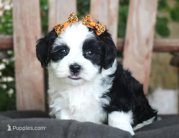 Pepper – Havanese puppy for sale in Ruston, LA