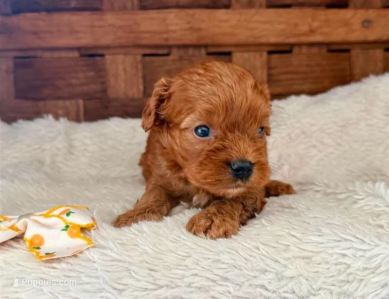 Rebel **DARK RED** – Cavapoo puppy for sale in Ruston, LA