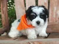 Tux, a male Havanese for sale in Ruston, LA – 4 of 4