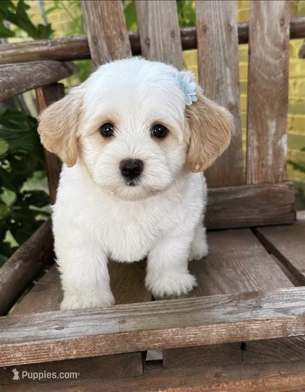 Sasha – Havanese puppy for sale in Ruston, LA