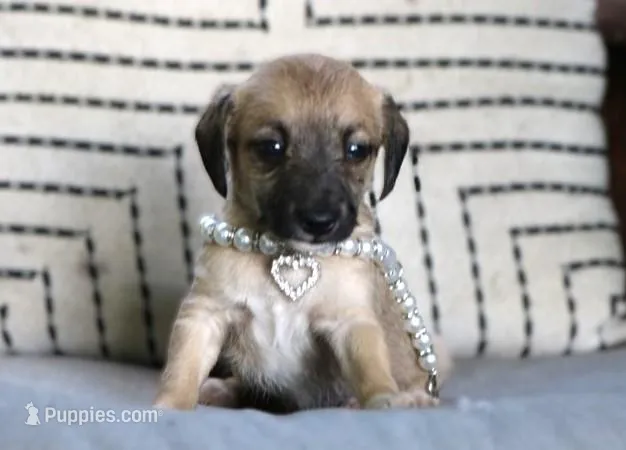 Karma – Italian Greyhound, Poodle - Miniature  puppy for sale in Ruston, LA