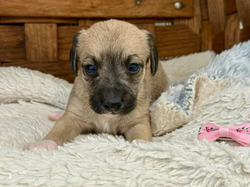 Karma – Italian Greyhound, Poodle - Miniature  puppy for sale in Ruston, LA