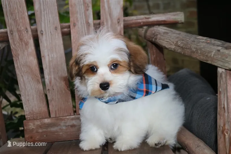Willie Nelson – Havanese puppy for sale in Ruston, LA