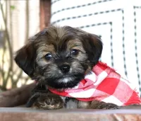 Loki, a male Havanese for sale in Ruston, LA – 3 of 3