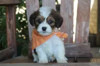 Jax, a male Cavalier King Charles Spaniel and Havanese for sale in Ruston, LA – 2 of 2