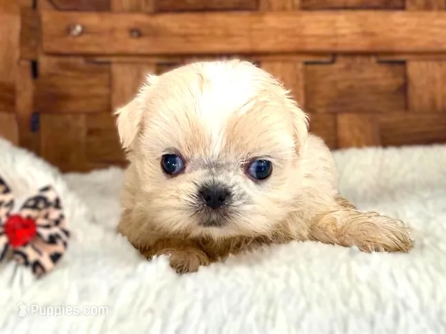 Lollie – Shih Tzu puppy for sale in Ruston, LA