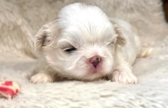 Lola – Shih Tzu puppy for sale in Ruston, LA