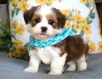 Tank, a male Havanese for sale in Ruston, LA – 2 of 2
