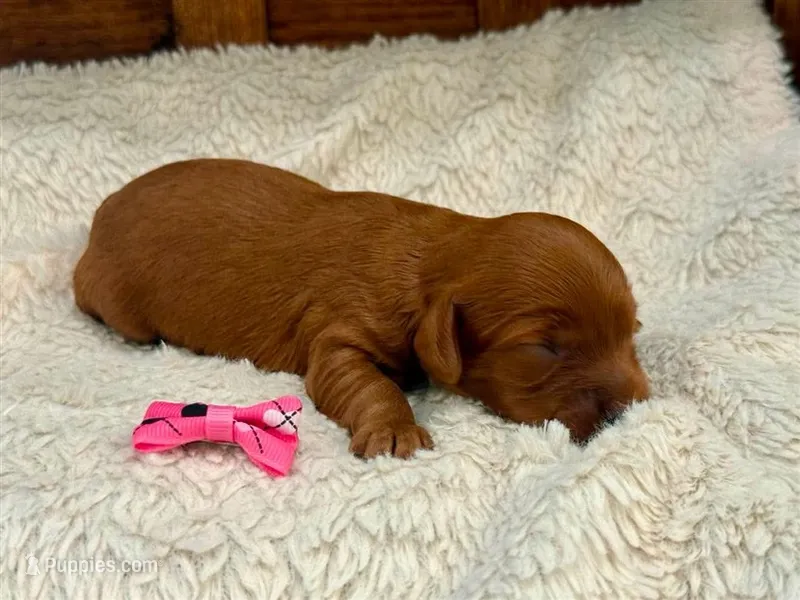 Cookie – Cavapoo puppy for sale in Ruston, LA
