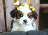 Jasmine, a female Cavalier King Charles Spaniel and Havanese for sale in Ruston, LA – 3 of 3